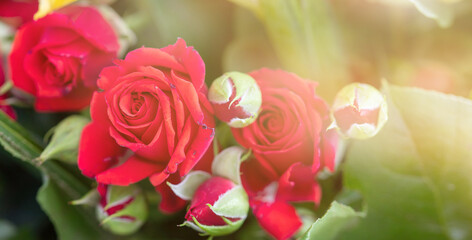macro photo of red rose under sun light