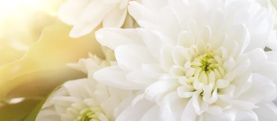 Poster close up of white chrysanthemum © agrus