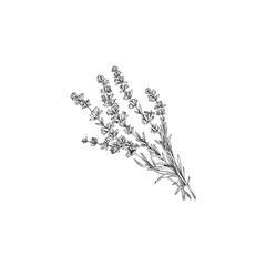 Lavender botanical hand drawn plant engraving vector illustration isolated. © sabelskaya