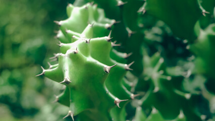 close up of cactus