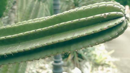aloe vera plant