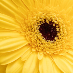 close-up of yellow gerbera flower