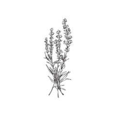 Lavender bunch with monochrome outlines, sketch vector illustration isolated on white background. © sabelskaya