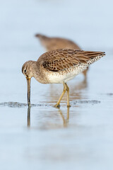 Sandpipers on the beach