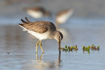 Sandpipers on the beach