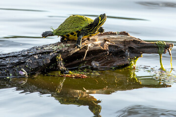 Yellow Bellied Slider