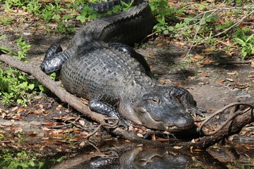 alligator in the swamp