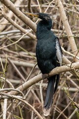 A Female Angina Bird perched on a tree