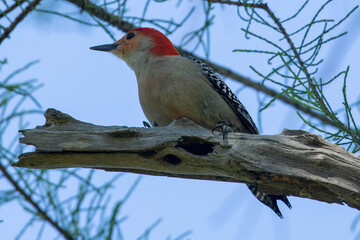 Woodpecker