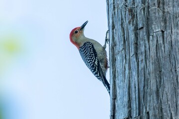 Woodpecker