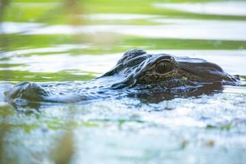 alligator in the water