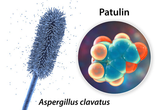 Aspergillus clavatus mold fungi and molecule of patulin toxin, 3D illustration