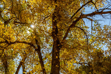 The sun shining through translucent leaves of a Rio Grande cottonwood tree in fall colors as the...