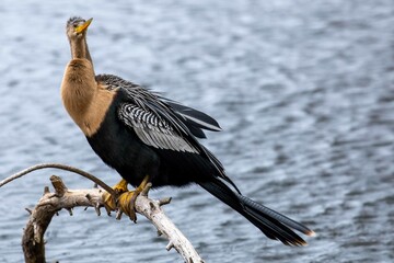 Anhinga on a tree near the water