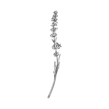 recommend clip art: Outline lavender plant branch in hand drawn sketch style, vector illustration isolated on white background.