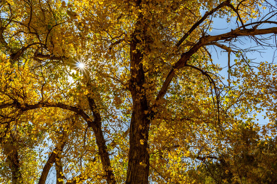 The sun shining through translucent leaves of a Rio Grande cottonwood tree in fall colors as the trunk and branches create random dark lines, Palo Duro Canyon State Park, Texas