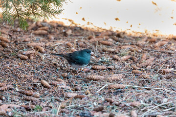 Dark eyed junco (Junco hyemalis)  on winter in Wisconsin