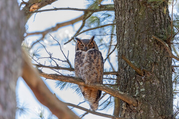 The great horned owl (Bubo virginianus) also known as the tiger owl is native bird to the Americas