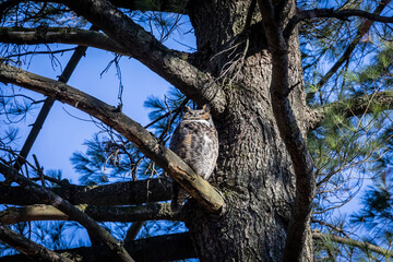 The great horned owl (Bubo virginianus) also known as the tiger owl is native bird to the Americas