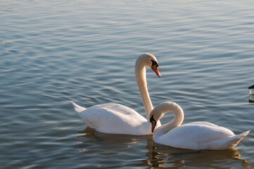 white swans group on the lake swim well under the bright sun