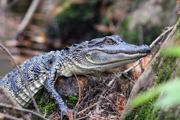 Alligator