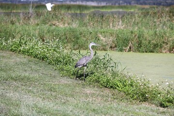 Fototapeta premium great heron