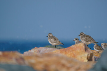 Plover (Pluvialis squatarola) perched on rocks