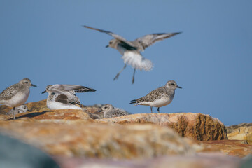 A group of Plovers (Pluvialis squatarola) on the cliffs