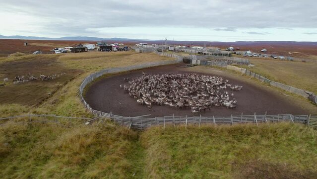 Aerial shot of a flock of raindeer in Northern Norway