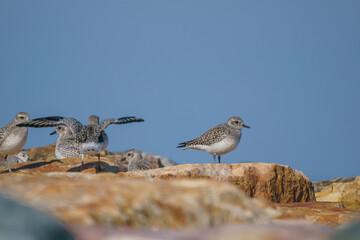 A group of Plovers (Pluvialis squatarola) on the cliffs