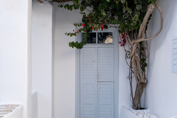 Greek Island, Cyclades. Grey wooden close retro door whitewashed stonewall, red bougainvillea plant.