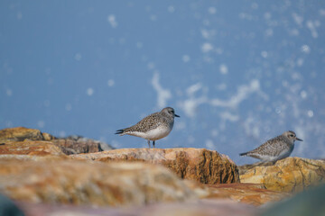 Plover (Pluvialis squatarola) perched on rocks