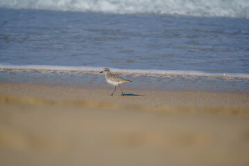 Plover (Pluvialis squatarola) walking on the beach by the sea