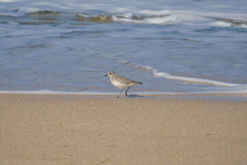 Plover (Pluvialis squatarola) walking on the beach by the sea