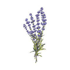 Fototapeta premium Lavender bouquet of aromatic and medicinal plant, vector illustration isolated.