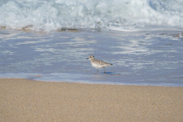Plover (Pluvialis squatarola) walking on the beach by the sea