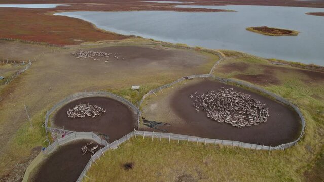 Aerial shot of a flock of raindeer in Northern Norway