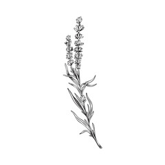 Lavender bouquet of few twigs black line vector illustration isolated.
