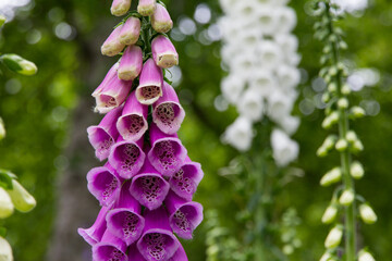Closeup of violet foxglove flower growing in the garden © Jeremy Lai/Wirestock Creators