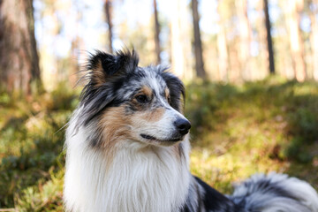 Close up photo of blue merle shetland sheepdog portrait dog sitting in daylight sun.