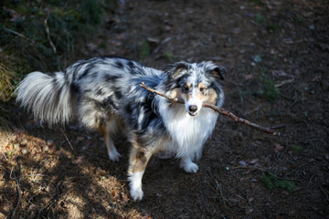 blue Merle shetland sheepdog standing in forest with stick.