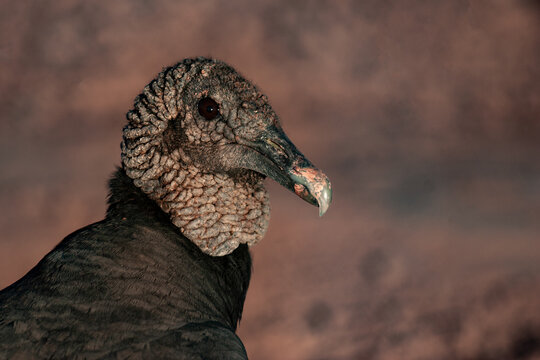Closeup shot of a black vulture (coragyps atratus)