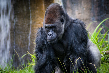Black gorilla in the jungle