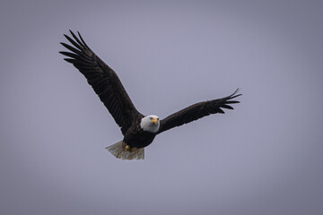 Low angle shot of a bald eagle flying on a cloudy sky during daytime