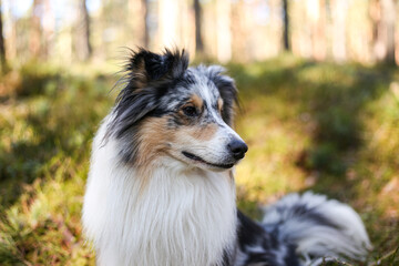 Close up photo of blue merle shetland sheepdog portrait dog sitting in daylight sun.