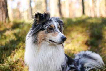 Close up photo of blue merle shetland sheepdog portrait dog sitting in daylight sun.