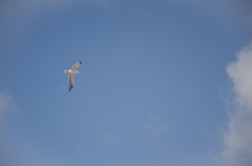 Yellow-legged gull Larus michahellis atlantis in flight. Montana Clara. Integral Natural Reserve of Los Islotes. Canary Islands. Spain.