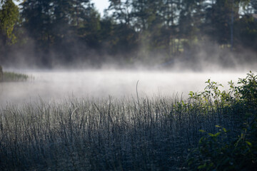 Early morning with thick fog over the river and green sedge