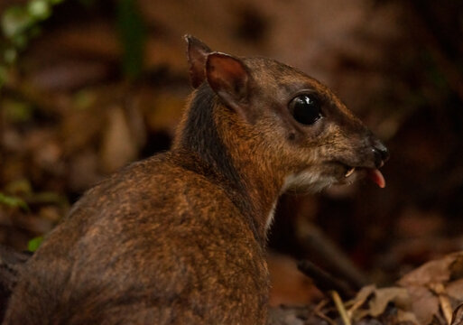 Close-up shot of a lesser mouse-deer in the forest during daytime with a blurred  background