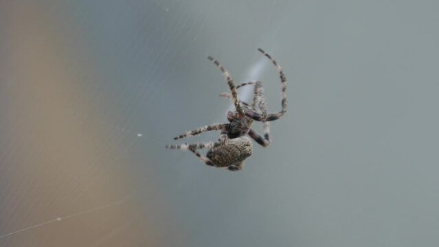 Spider creating the web in super slow-motion, closeup